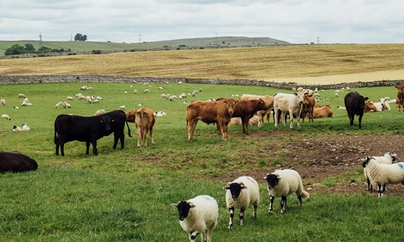 a herd of cattle grazing in a field
